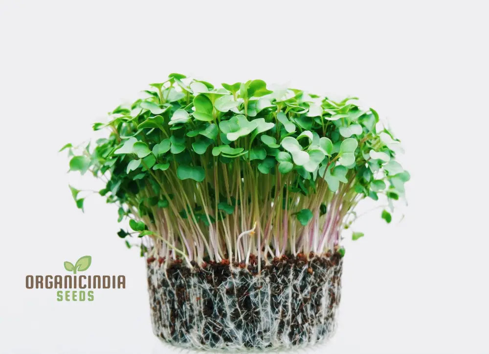 Nutritious Alfalfa Sprouting Seeds: Comprehensive Guide To Planting And Gardening For Homegrown