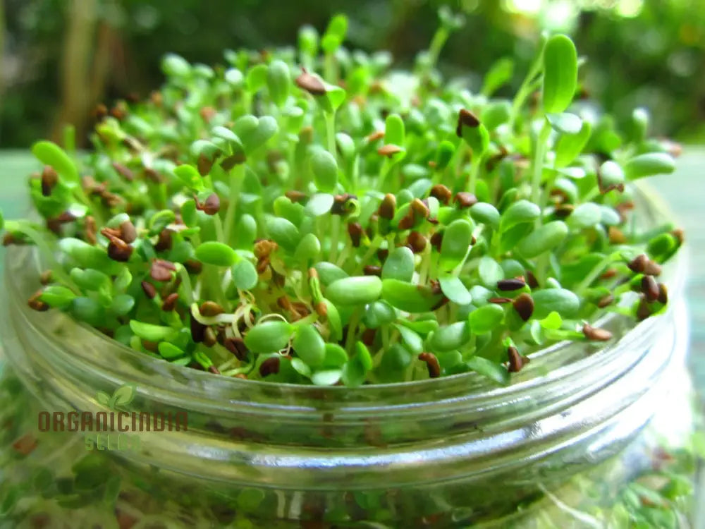 Nutritious Alfalfa Sprouting Seeds: Comprehensive Guide To Planting And Gardening For Homegrown