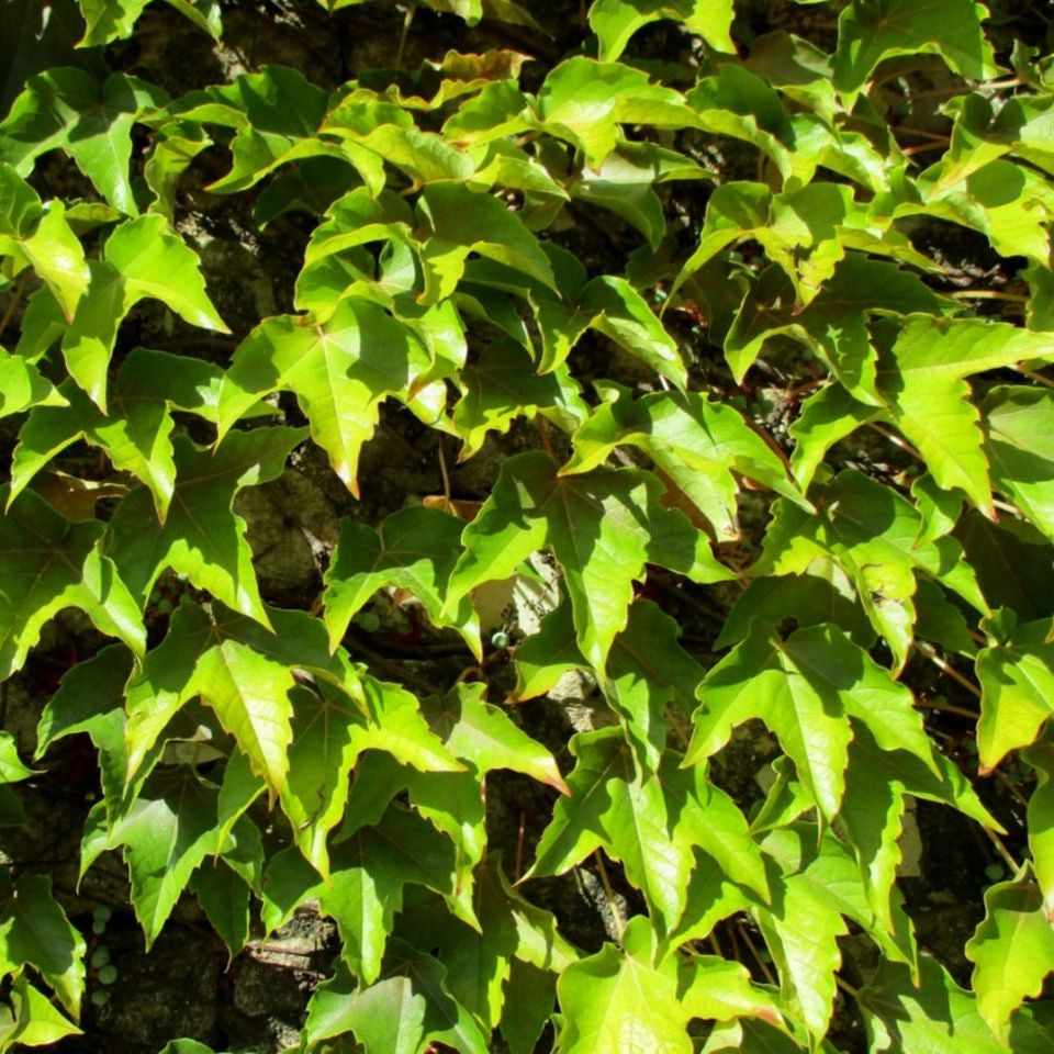 Green Boston Ivy Seeds, Growing Boston Ivy from Seed, Climbing Plant Seeds