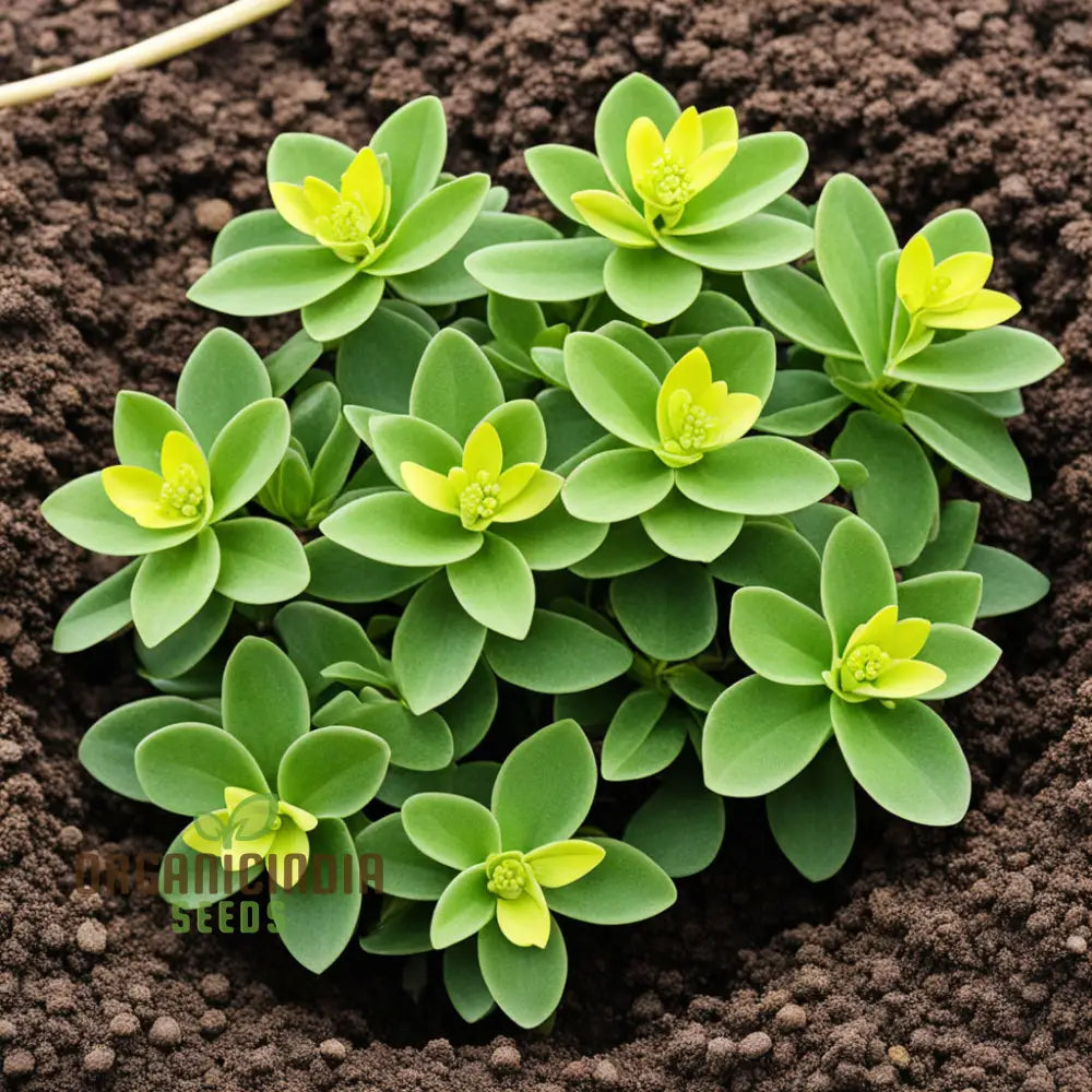 Oasis With Mediterranean Spurge Flower Seeds Captivate Your Senses Exotic Beauty And Timeless