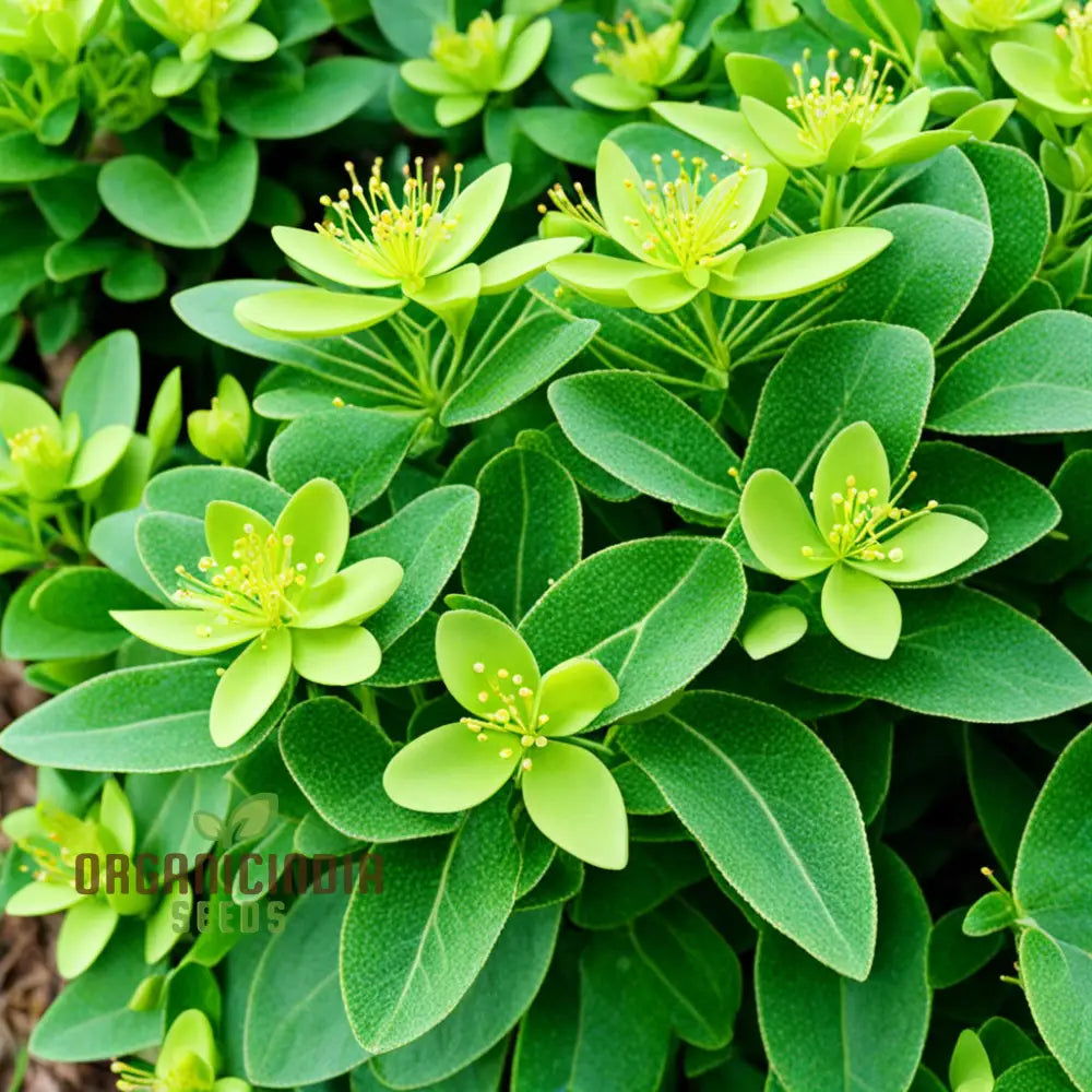 Oasis With Mediterranean Spurge Flower Seeds Captivate Your Senses Exotic Beauty And Timeless