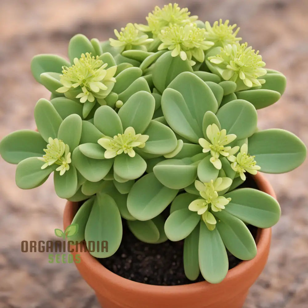 Oasis With Mediterranean Spurge Flower Seeds Captivate Your Senses Exotic Beauty And Timeless