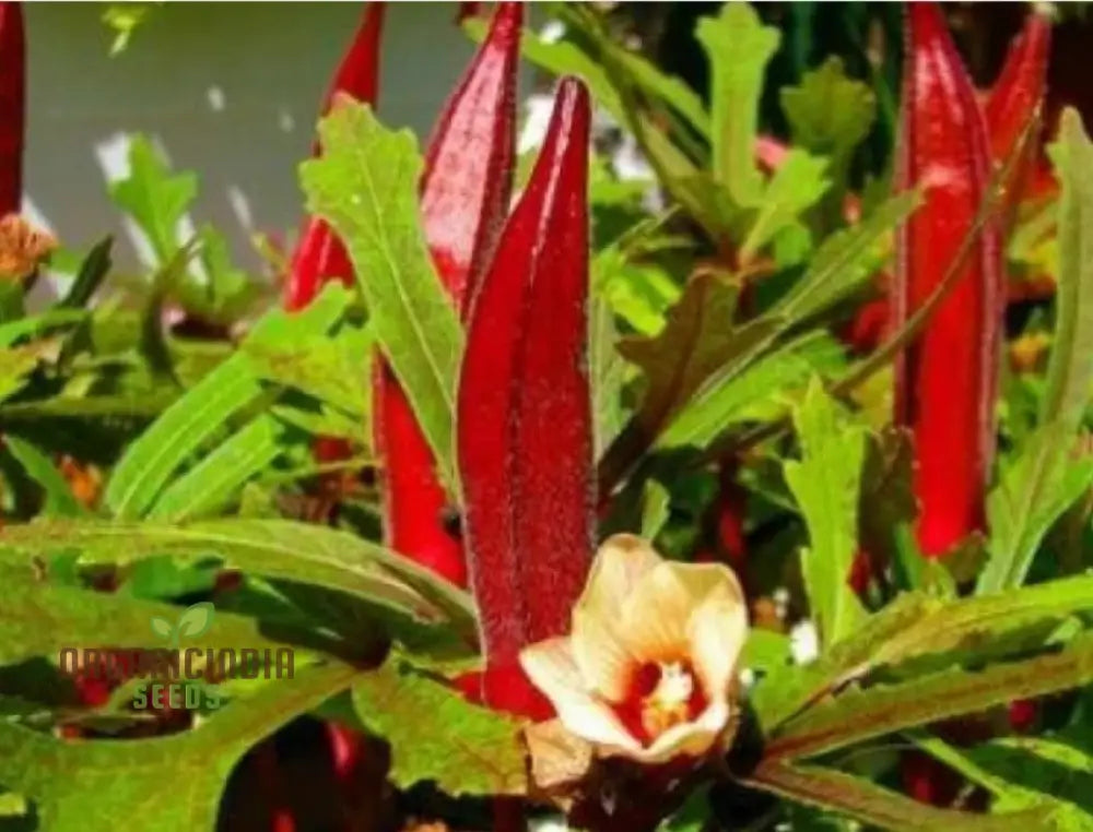 Okra Bhindi Scarlet Red Seeds For Planting Exotic Heirloom Vegetable Vibrant Perfect Home Gardens