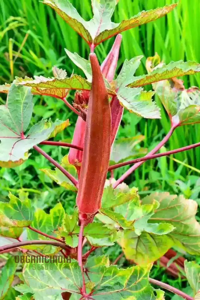 Okra Bhindi Scarlet Red Seeds For Planting Exotic Heirloom Vegetable Vibrant Perfect Home Gardens