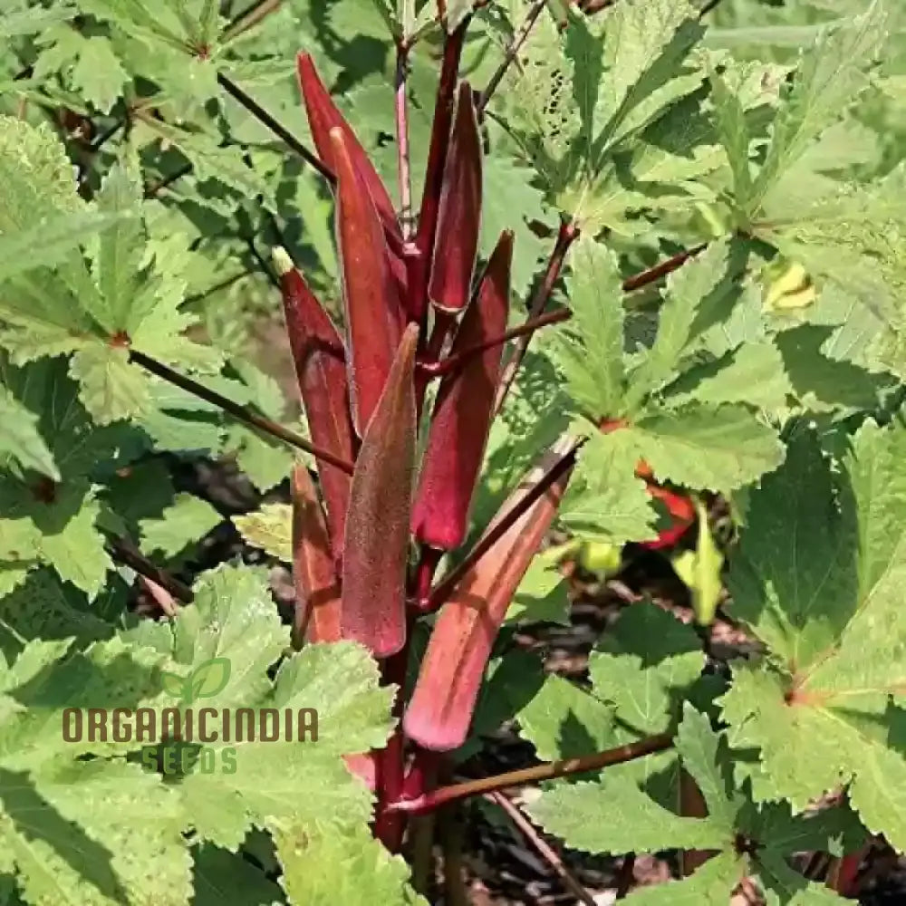 Okra Bhindi Scarlet Red Seeds For Planting Exotic Heirloom Vegetable Vibrant Perfect Home Gardens