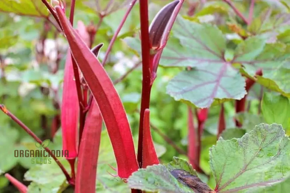 Okra Bhindi Scarlet Red Seeds For Planting Exotic Heirloom Vegetable Vibrant Perfect Home Gardens