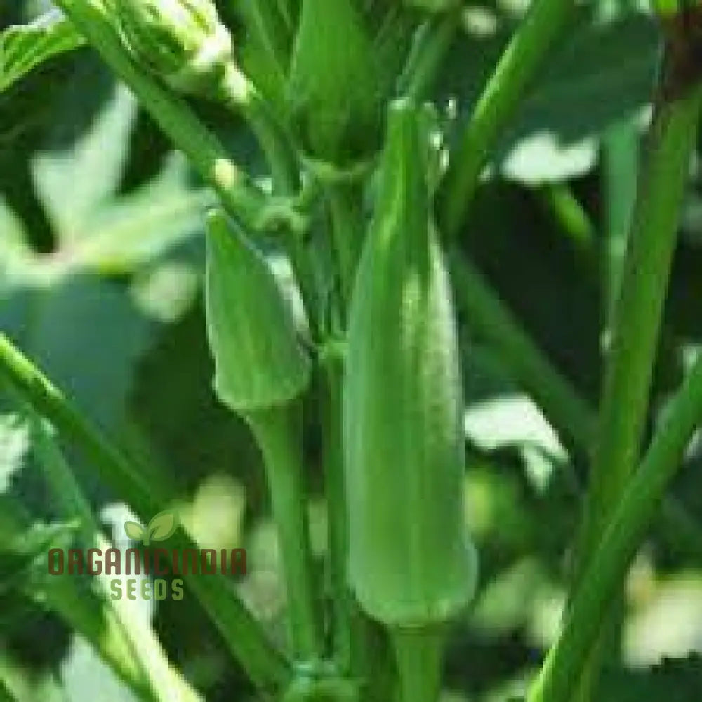 Okra - Heirloom Mix Seeds For Planting And Gardening Premium Quality Non-Gmo Varieties