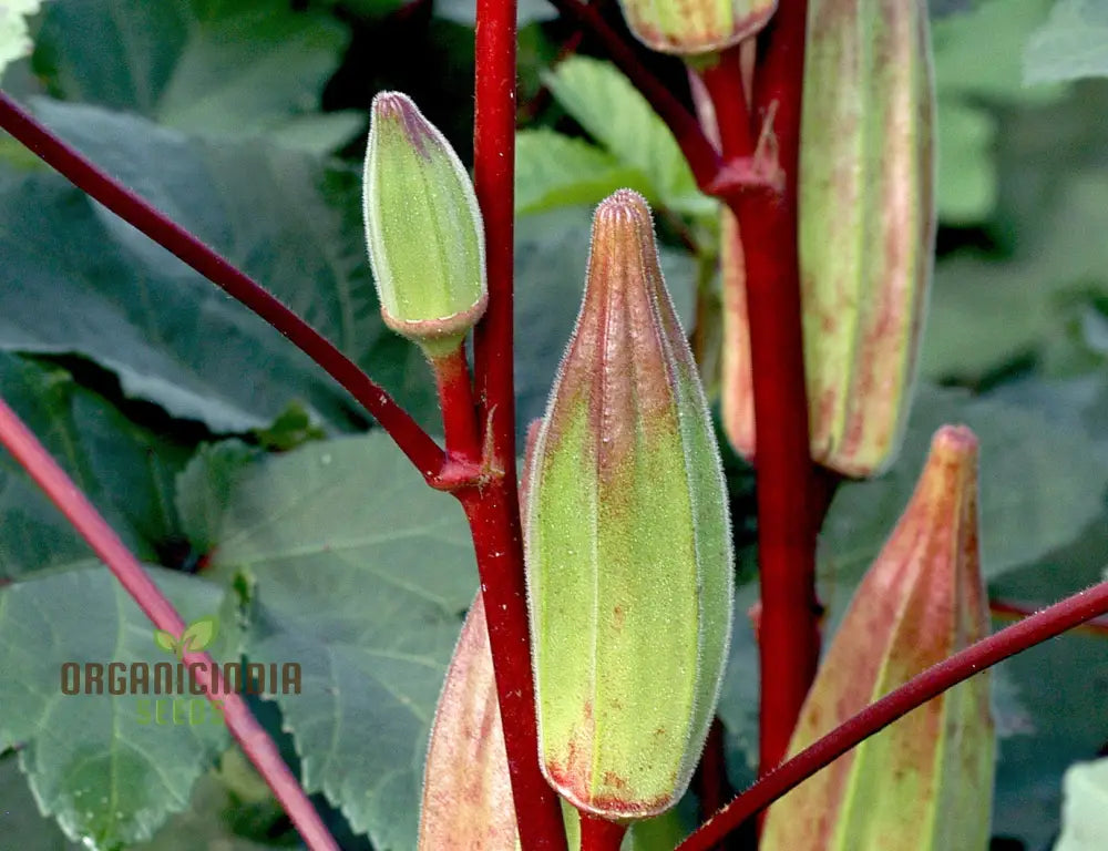 Okra Hill Country Red Vegetable Seeds Cultivating Flavorful Harvests With Expert Planting And