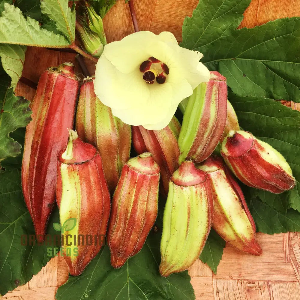 Okra Hill Country Red Vegetable Seeds Cultivating Flavorful Harvests With Expert Planting And