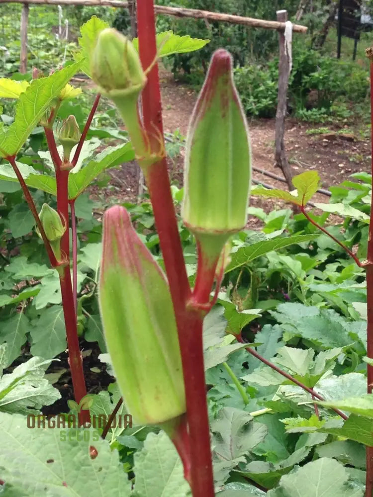 Okra Hill Country Red Vegetable Seeds Cultivating Flavorful Harvests With Expert Planting And