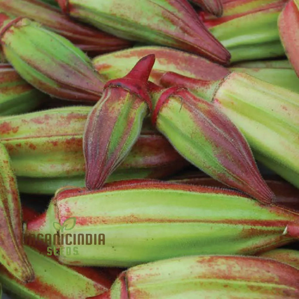 Okra Hill Country Red Vegetable Seeds Cultivating Flavorful Harvests With Expert Planting And