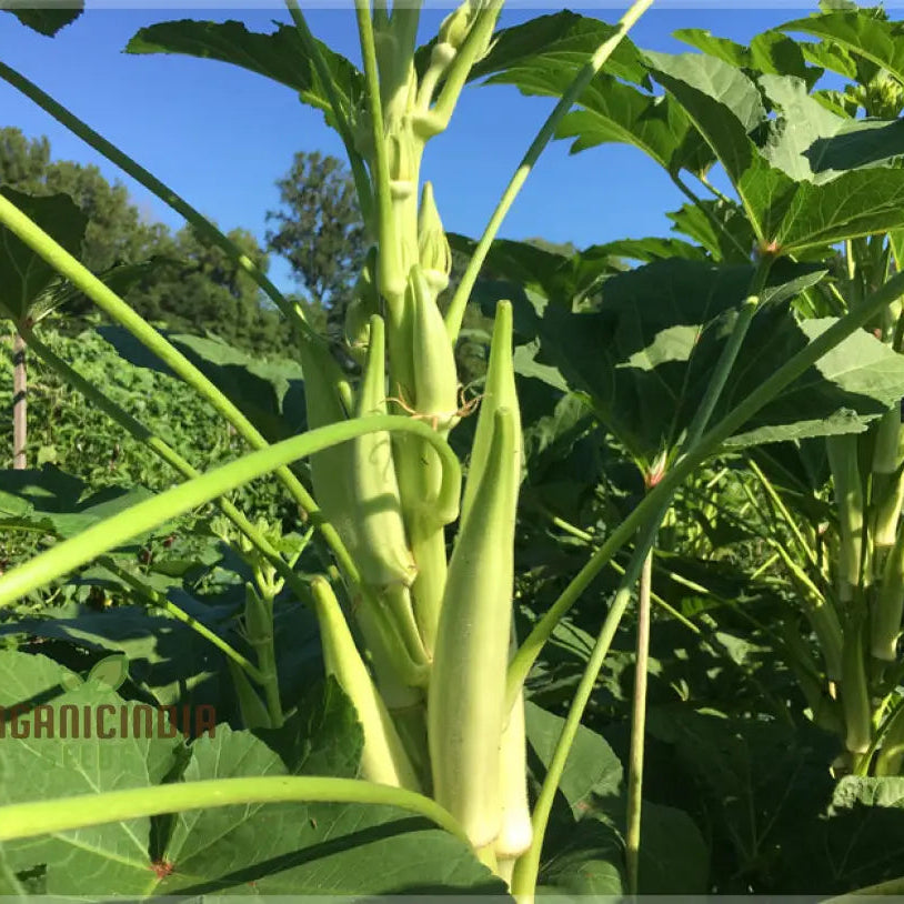 Okra Silver Queen Vegetable Seeds Growing Flavorful Harvests With Expert Planting And Gardening