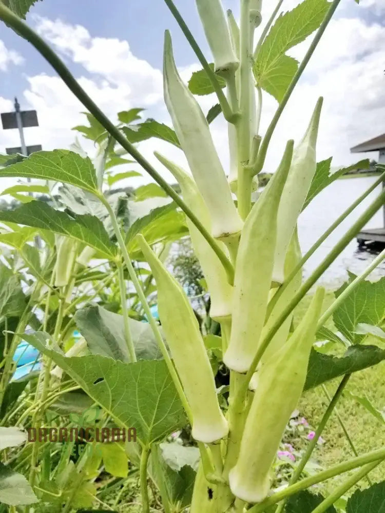 Okra Silver Queen Vegetable Seeds Growing Flavorful Harvests With Expert Planting And Gardening