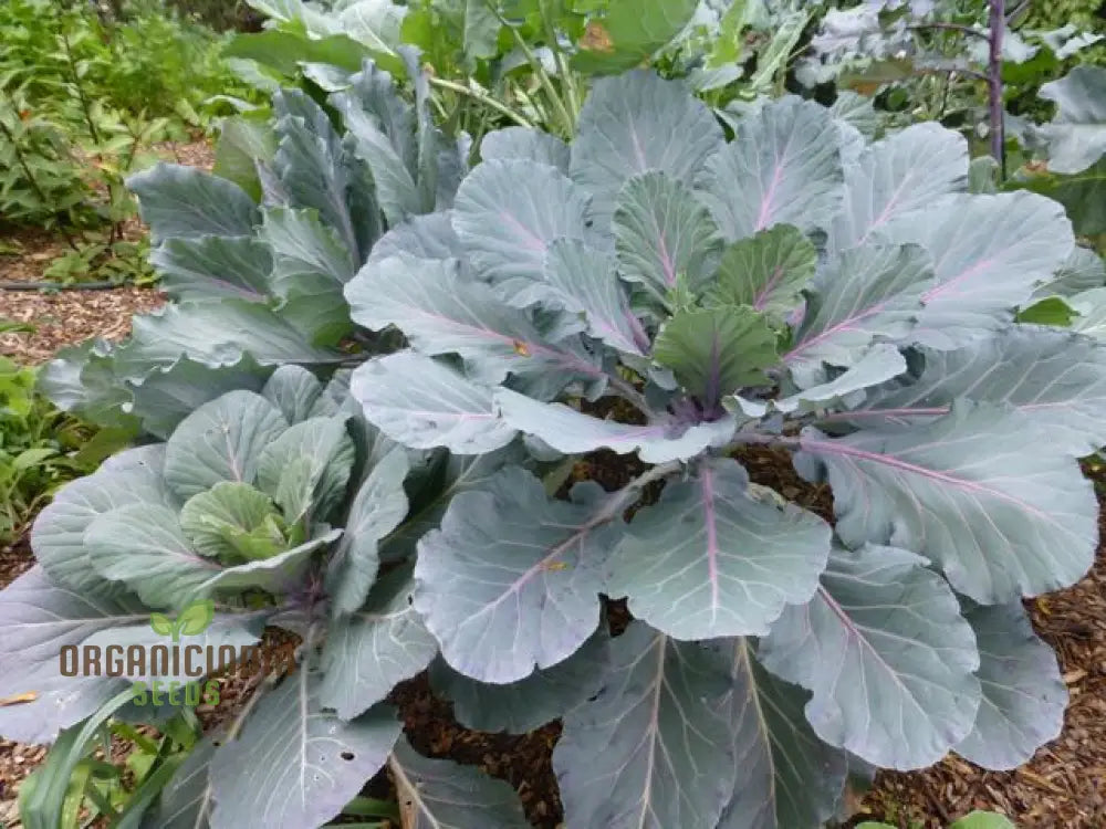 Ole Timey Blue Collards Vegetable Seeds High-Quality For Gardening Enthusiasts Explore Our Diverse