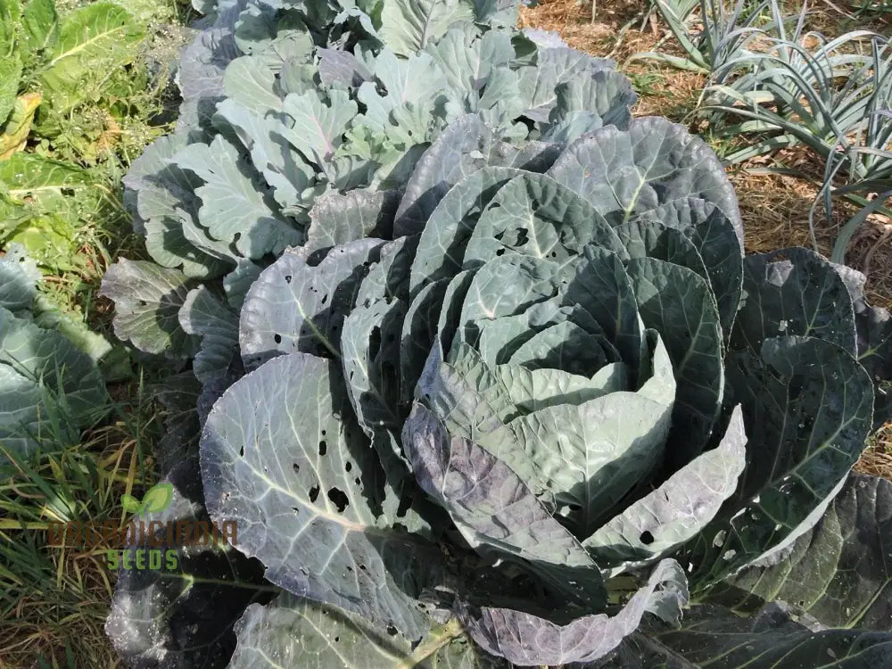 Ole Timey Blue Collards Vegetable Seeds High-Quality For Gardening Enthusiasts Explore Our Diverse