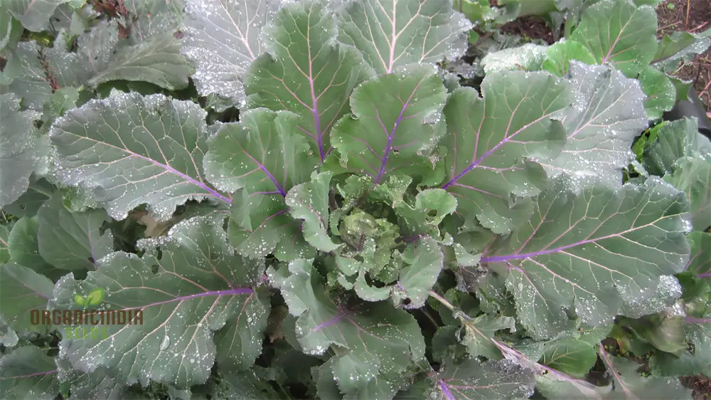 Ole Timey Blue Collards Vegetable Seeds High-Quality For Gardening Enthusiasts Explore Our Diverse