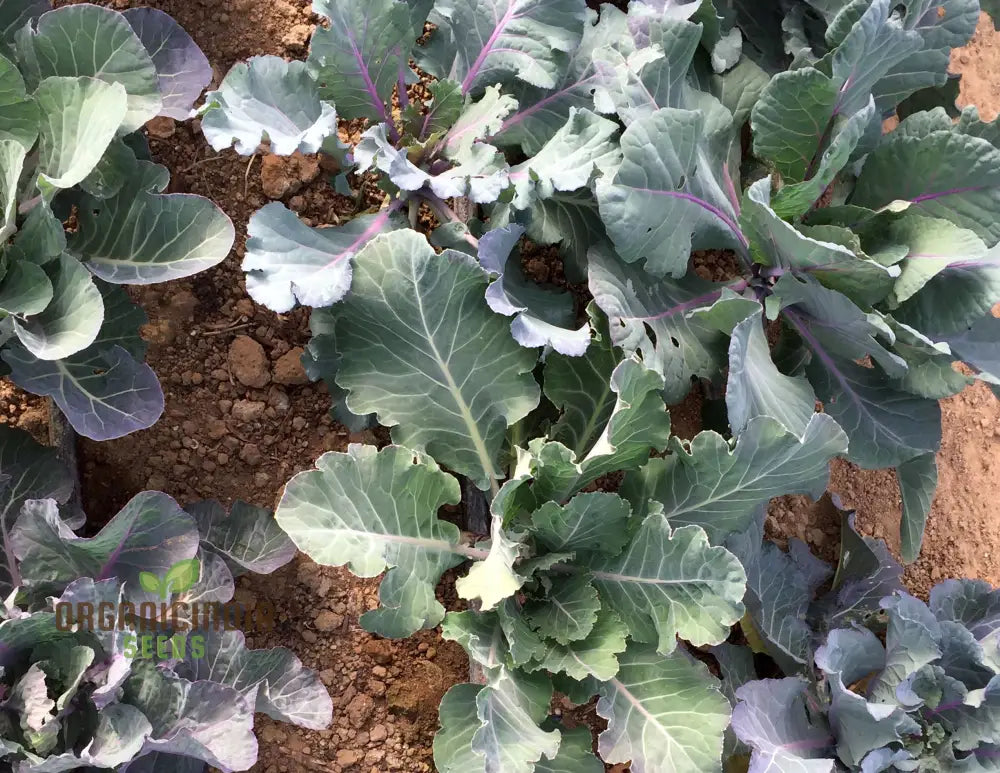 Ole Timey Blue Collards Vegetable Seeds High-Quality For Gardening Enthusiasts Explore Our Diverse