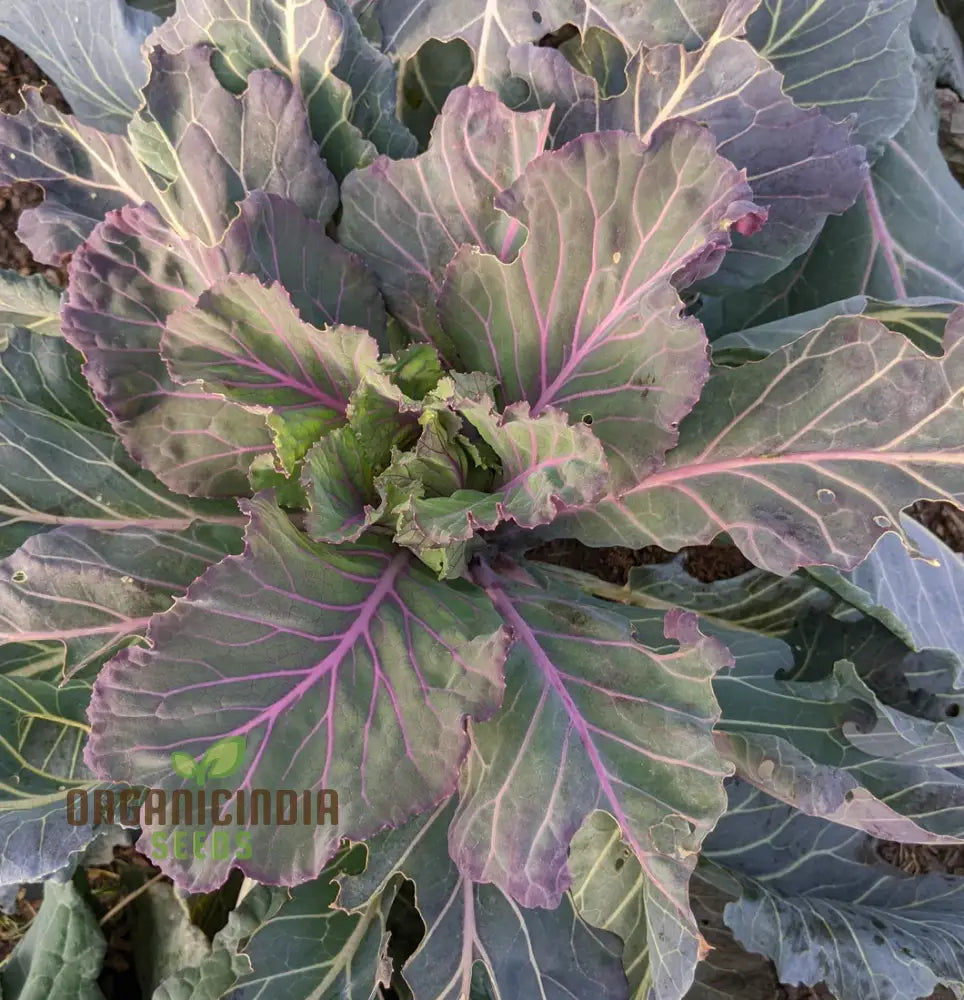 Ole Timey Blue Collards Vegetable Seeds High-Quality For Gardening Enthusiasts Explore Our Diverse