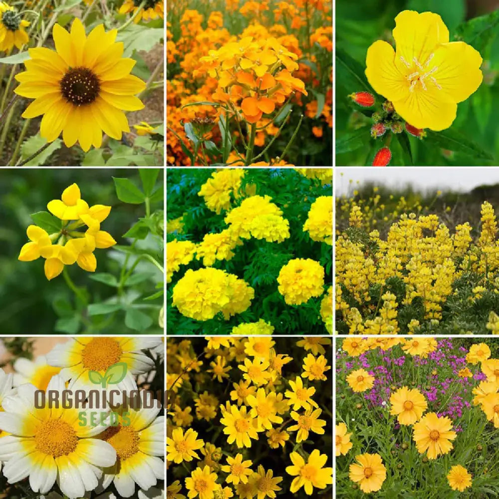 Ole Yeller Wildflower Mix Seeds For Planting Bright Yellow Blooms