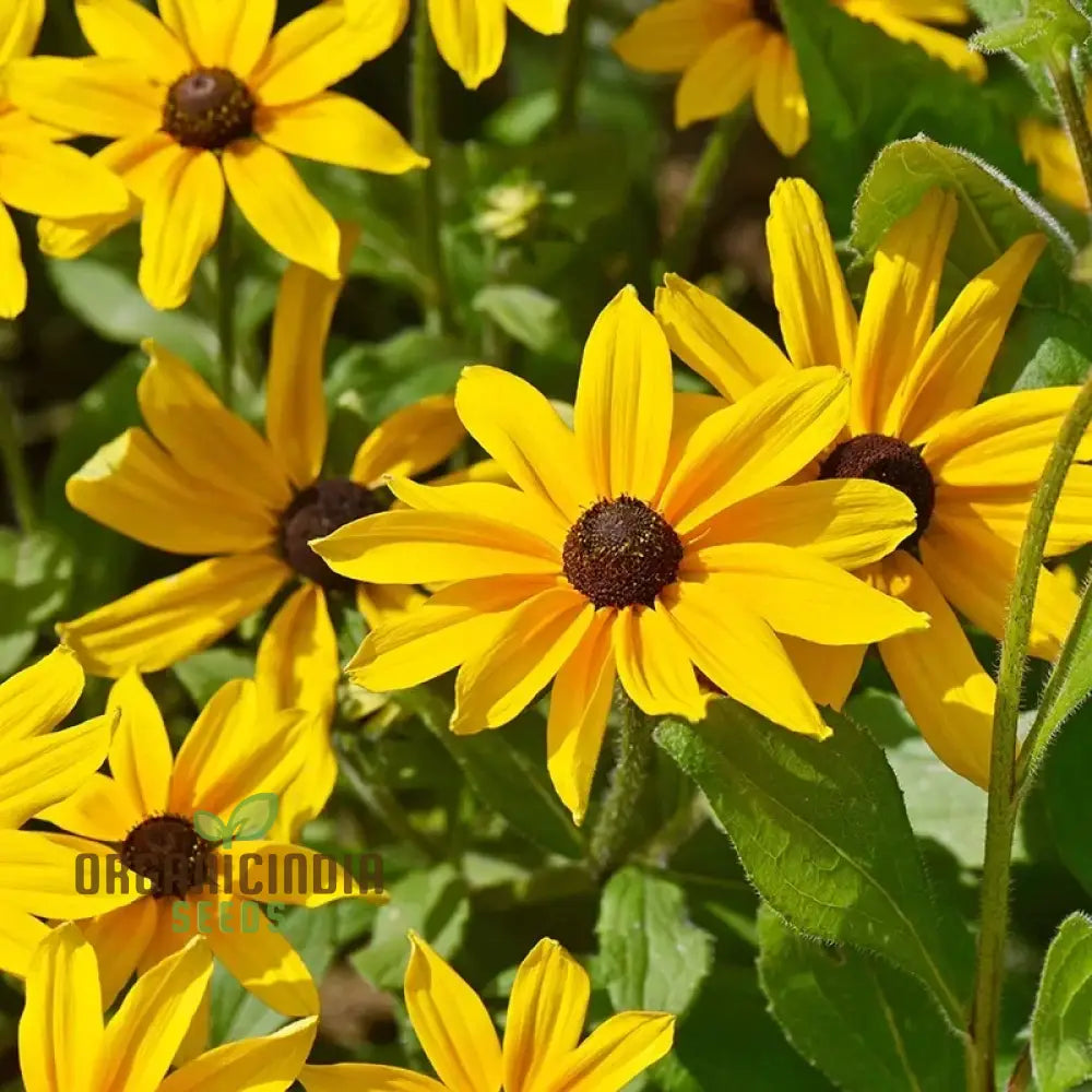 Ole Yeller Wildflower Mix Seeds For Planting Bright Yellow Blooms