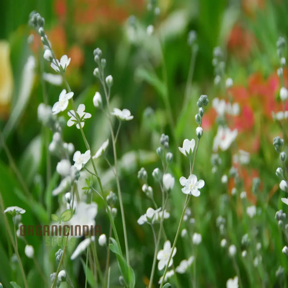 Omphalodes Linifolia Little Snow White Seeds - Grow Charming And Delicate Flowers In Your Garden