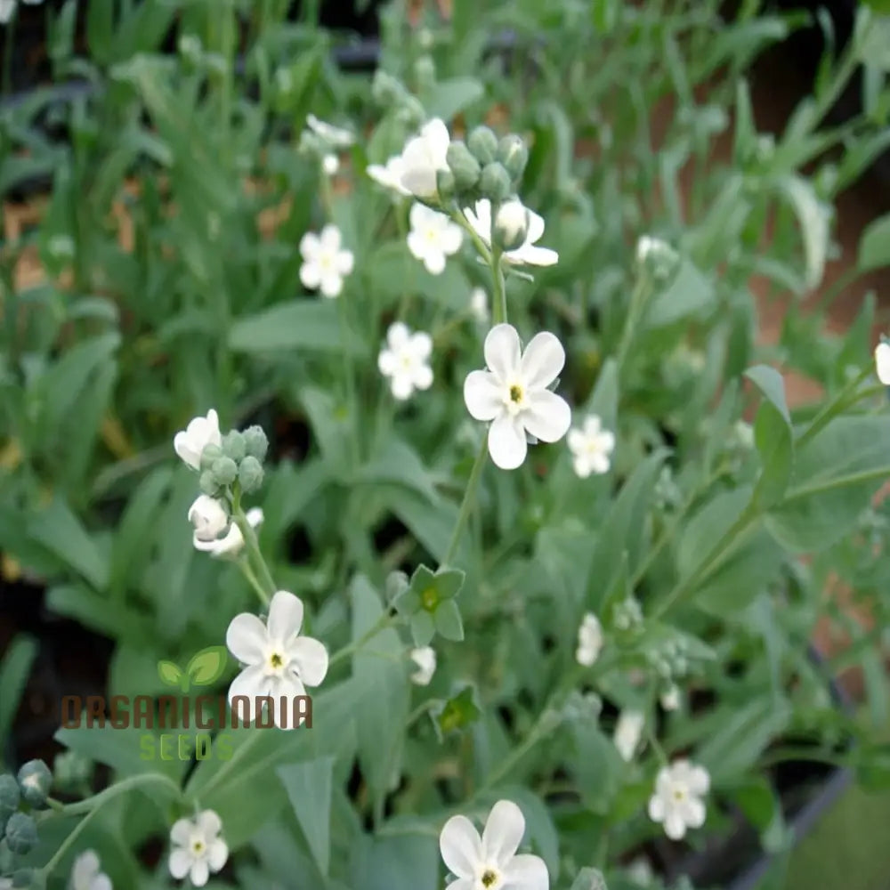 Omphalodes Linifolia Little Snow White Seeds - Grow Charming And Delicate Flowers In Your Garden