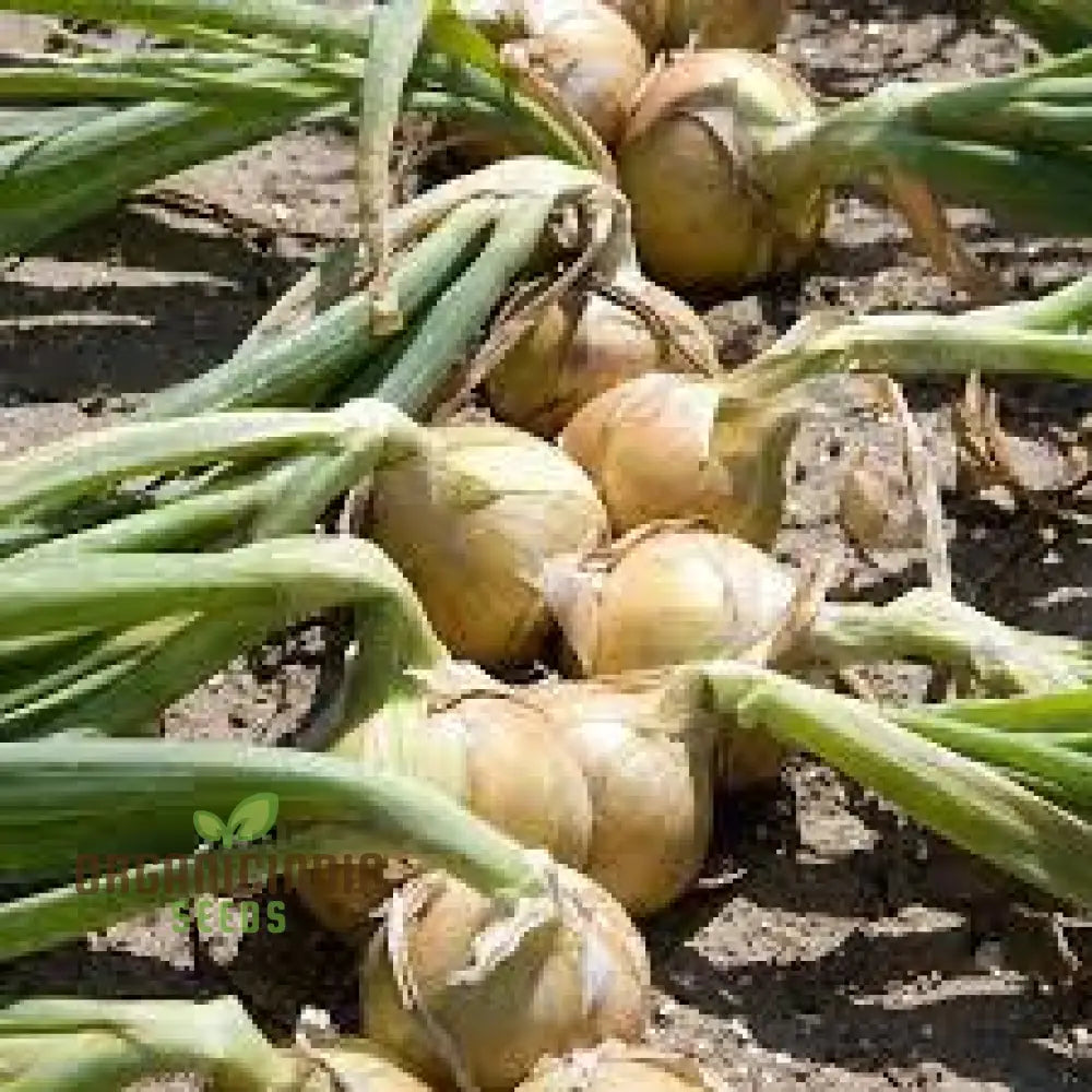 Onion Element F1 Seeds - Premium Gardening For High-Yield Harvests