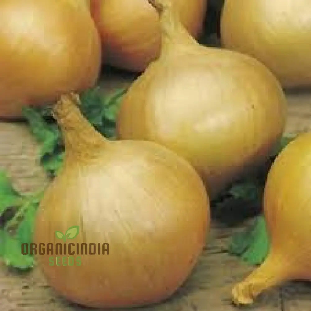 Onion Globo Seeds For Expert Gardening | High-Quality Your Garden