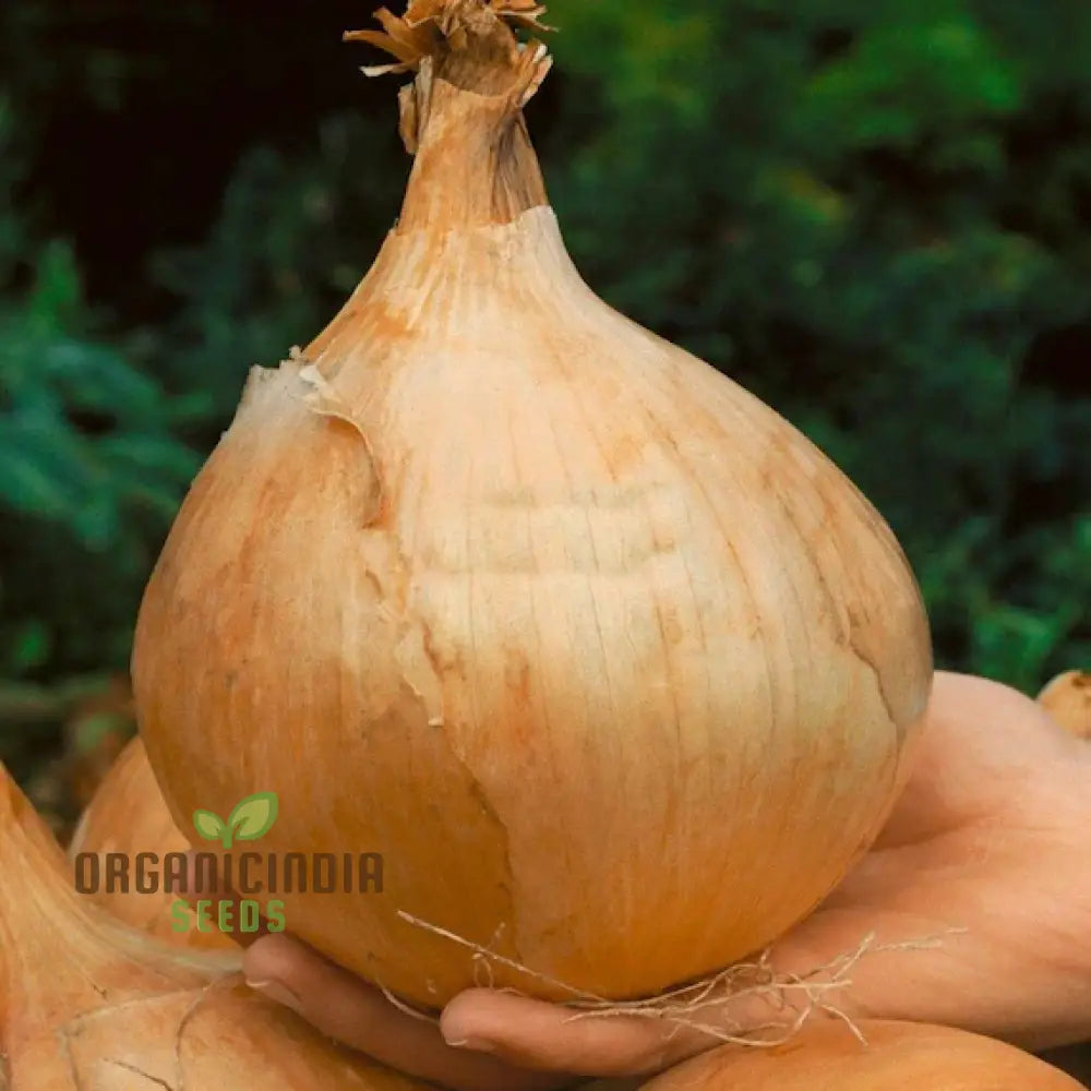 Onion Globo Seeds For Expert Gardening | High-Quality Your Garden