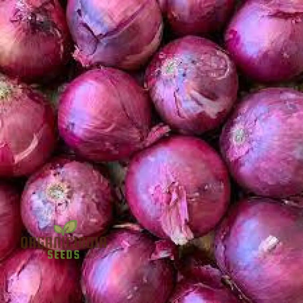 Onion Karmen Seeds For Planting Your Gardening Success