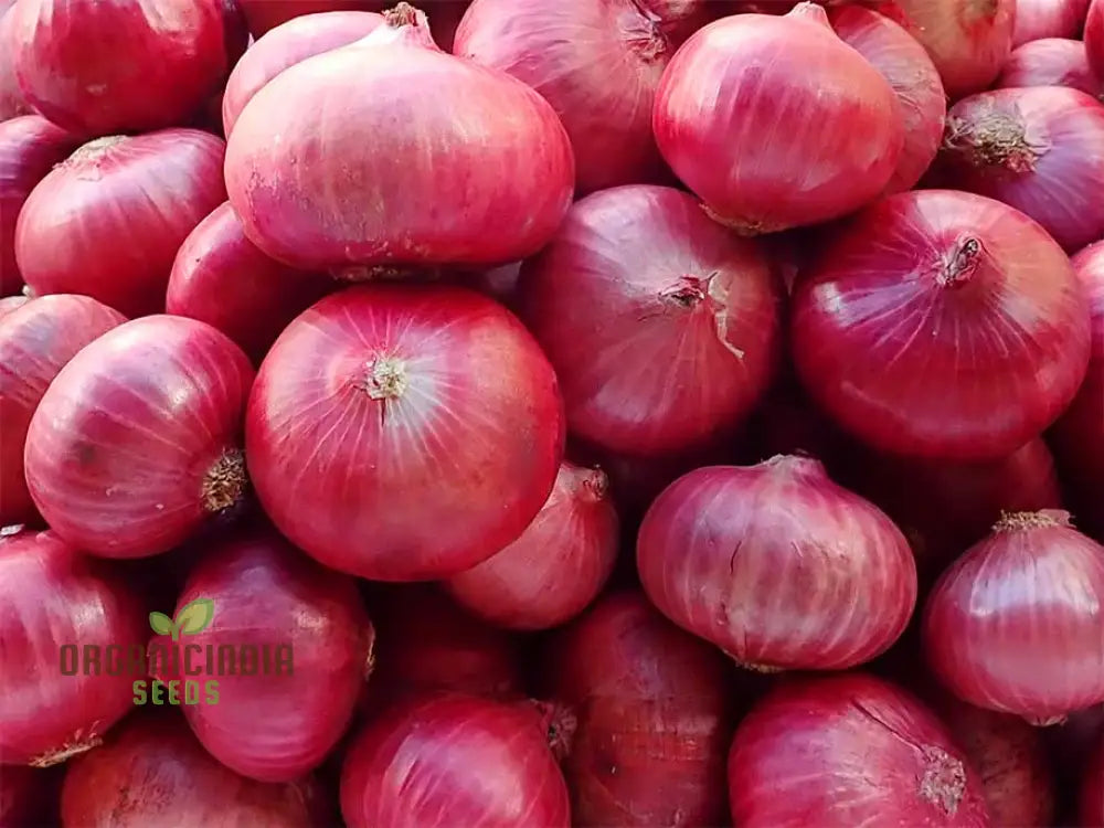 Onion Karmen Seeds For Planting Your Gardening Success