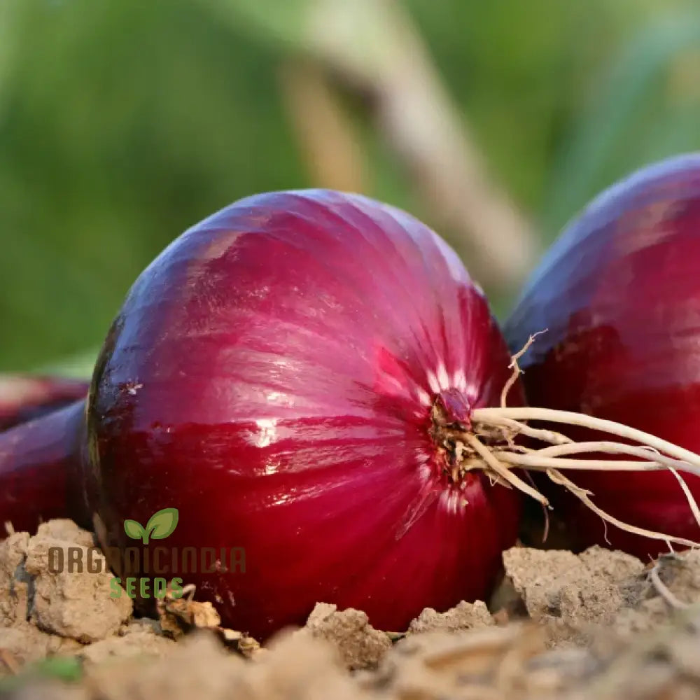 Onion Karmen Seeds For Planting Your Gardening Success