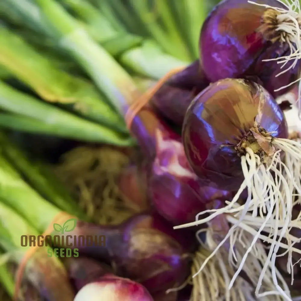 Onion Lilia Seeds For Planting Vibrant Gardens | Gardening