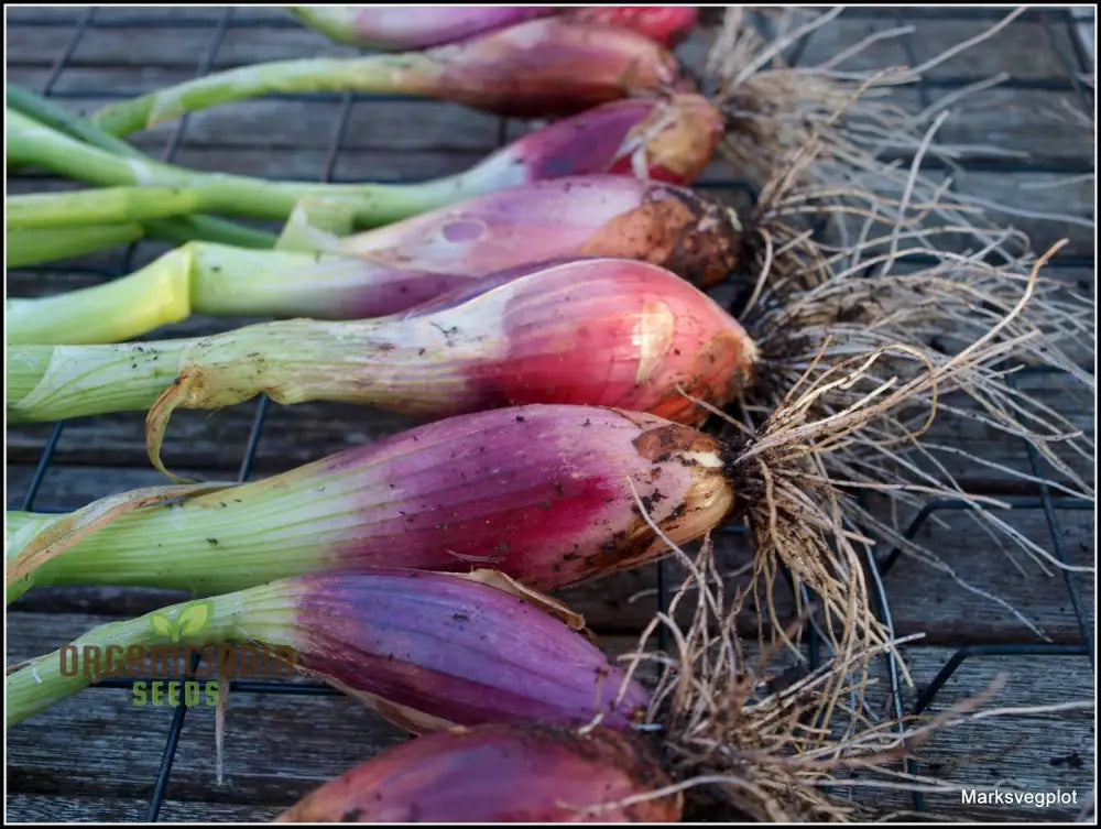 Onion Long Red Florence Seeds For Vibrant Gardens | Shop Now