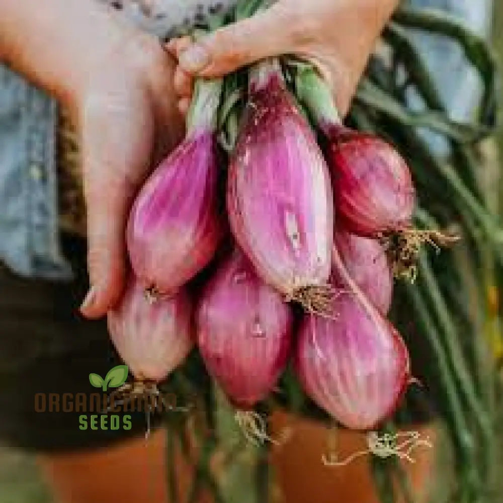 Onion Long Red Florence Seeds For Vibrant Gardens | Shop Now