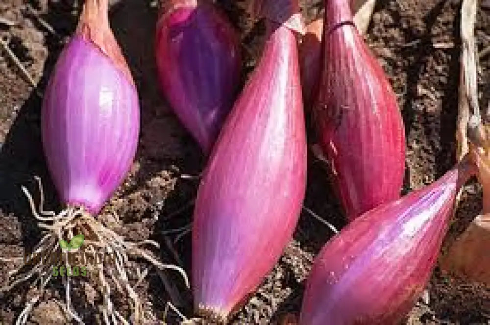 Onion Long Red Florence Seeds For Vibrant Gardens | Shop Now