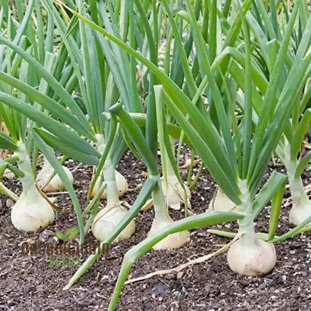 Onion Paris Silverskin Seeds – Elevate Your Gardening With Crisp Flavorful Onions Perfect For