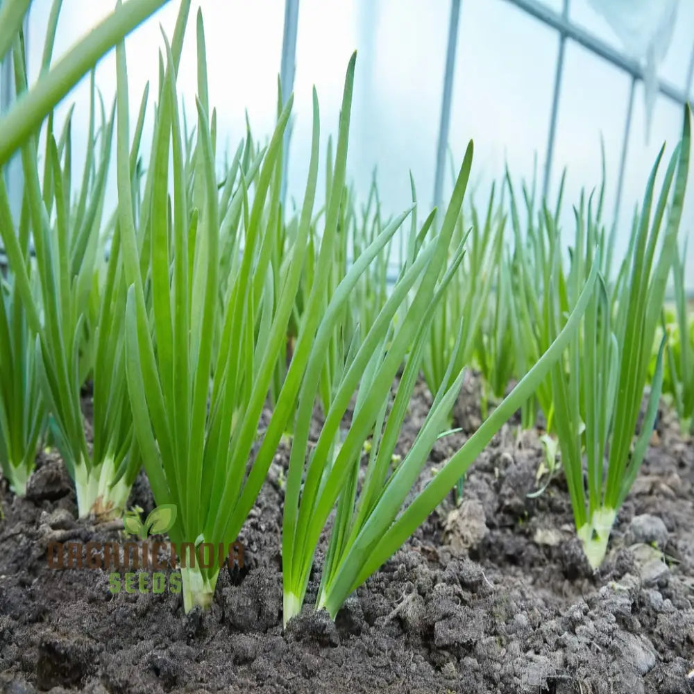 Onion Paris Silverskin Seeds – Elevate Your Gardening With Crisp Flavorful Onions Perfect For