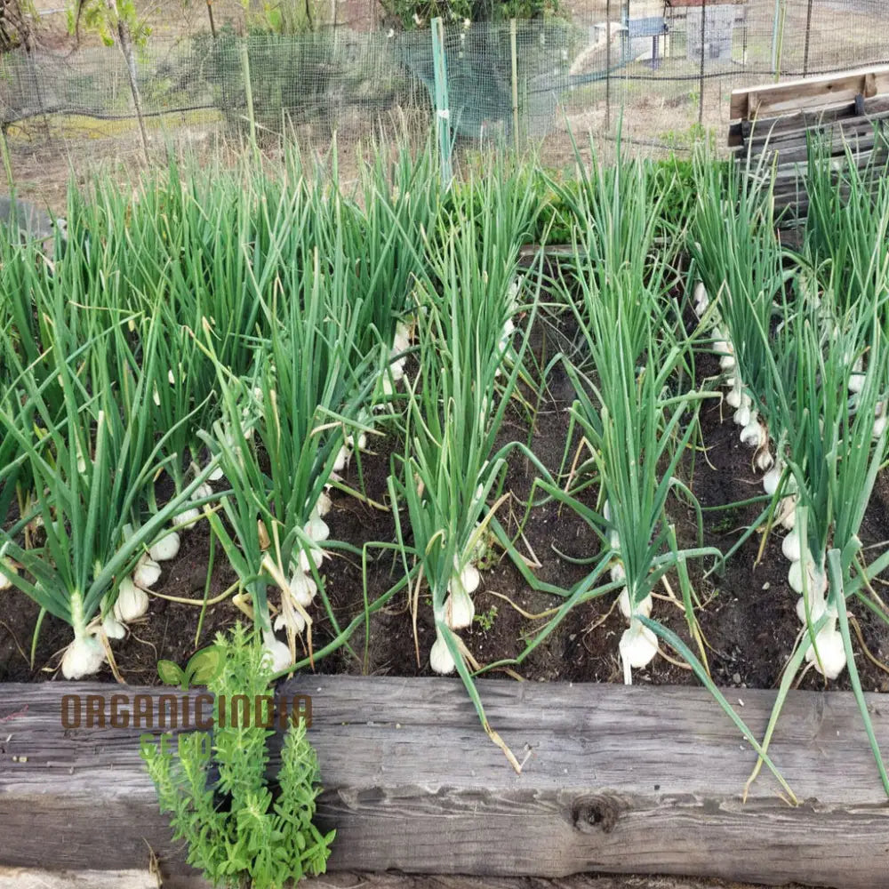 Onion Paris Silverskin Seeds – Elevate Your Gardening With Crisp Flavorful Onions Perfect For