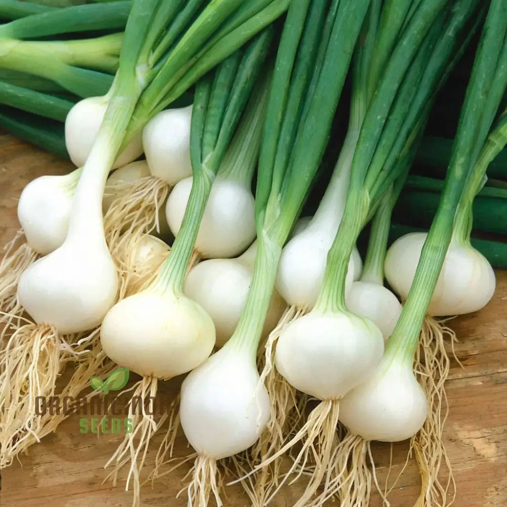 Onion Paris Silverskin Seeds – Elevate Your Gardening With Crisp Flavorful Onions Perfect For