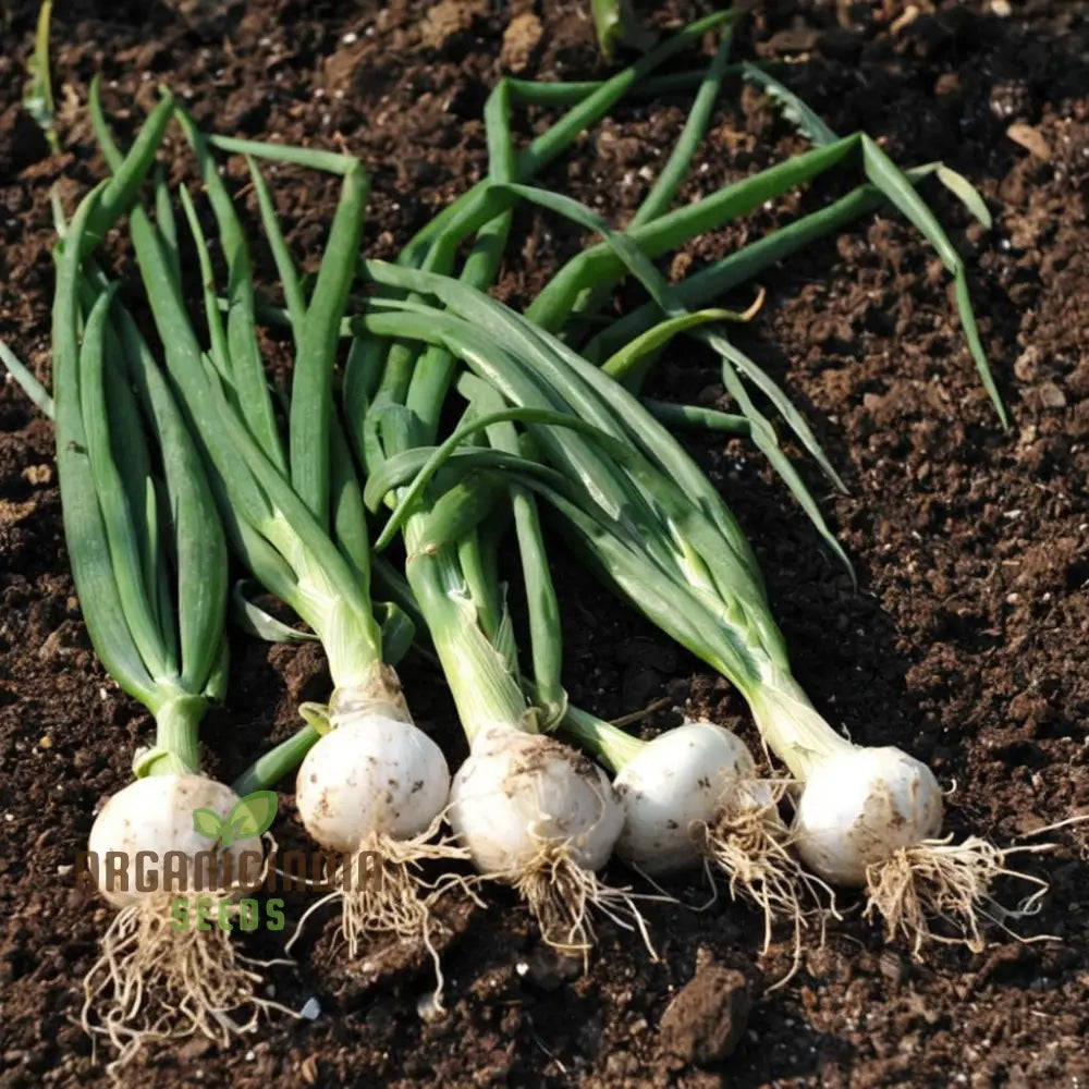 Onion Paris Silverskin Seeds – Elevate Your Gardening With Crisp Flavorful Onions Perfect For