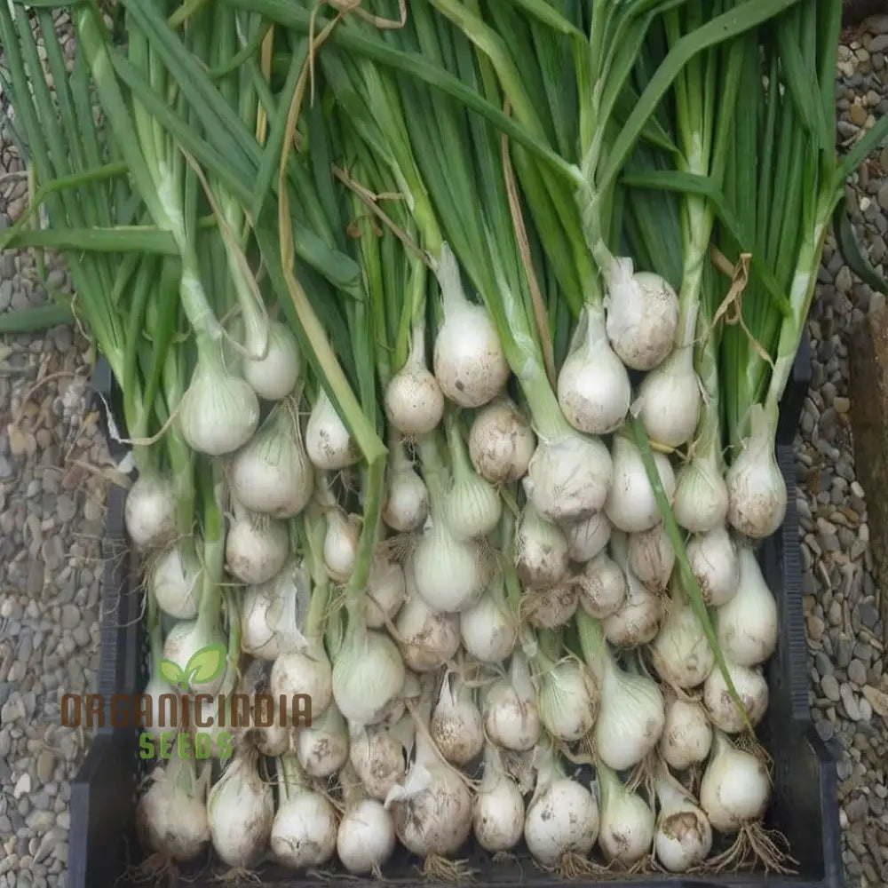 Onion Paris Silverskin Seeds – Elevate Your Gardening With Crisp Flavorful Onions Perfect For