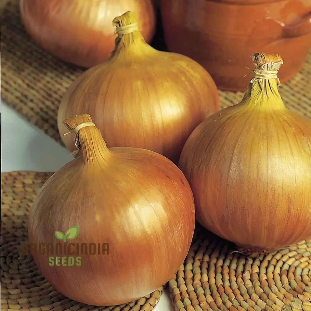 Onion Rijnsburger Seeds – Elevate Your Gardening With Robust High-Yielding Onions!