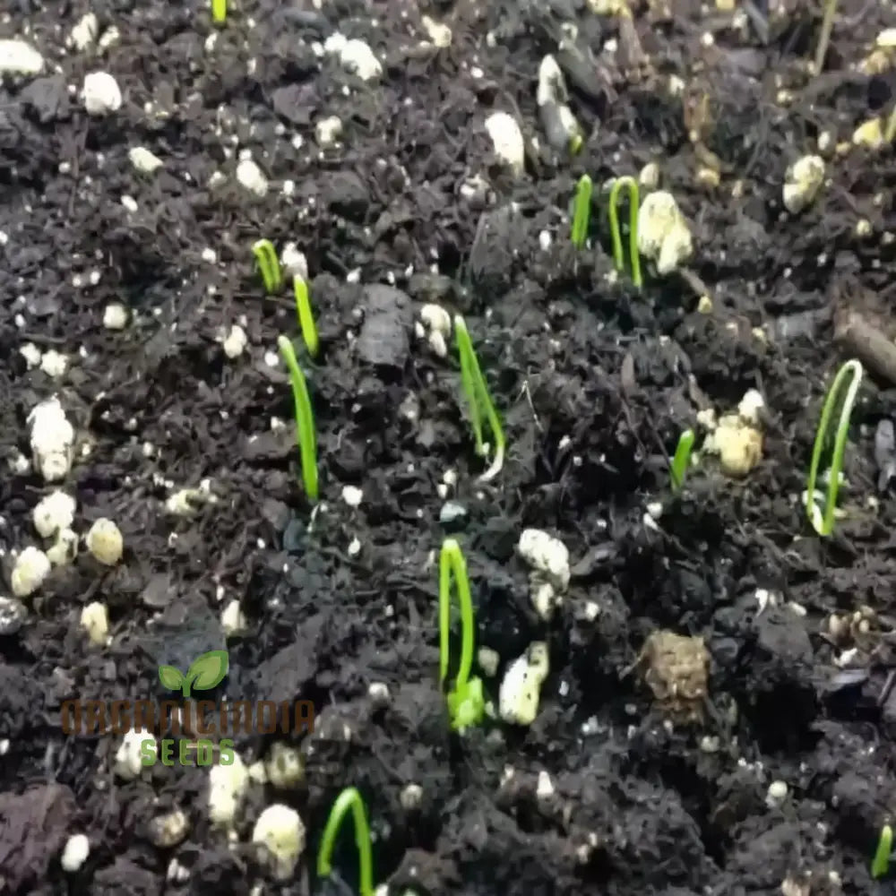 Onion Rijnsburger Seeds – Elevate Your Gardening With Robust High-Yielding Onions!