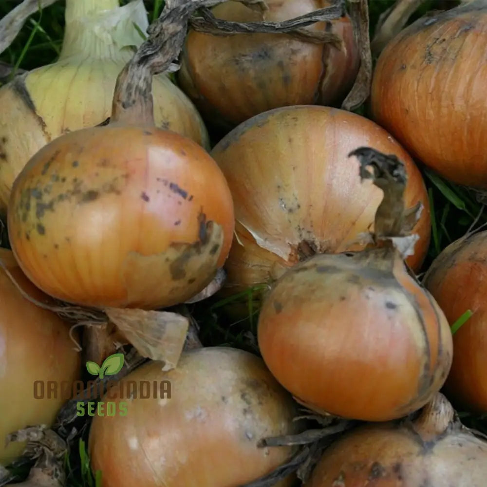 Onion Rijnsburger Seeds – Elevate Your Gardening With Robust High-Yielding Onions!