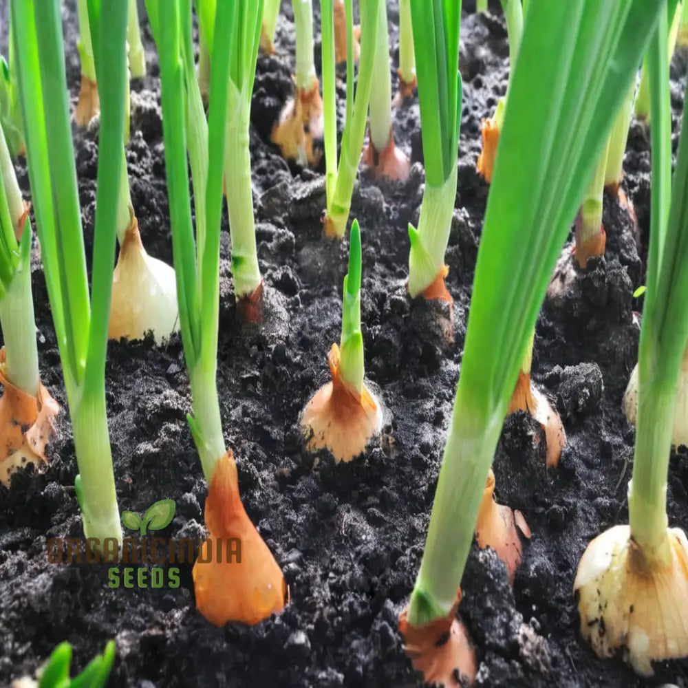 Onion Rijnsburger Seeds – Elevate Your Gardening With Robust High-Yielding Onions!