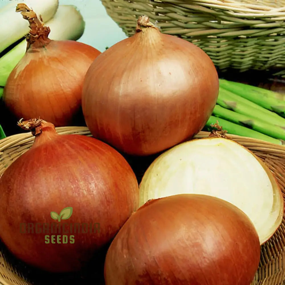 Onion Rijnsburger Seeds – Elevate Your Gardening With Robust High-Yielding Onions!