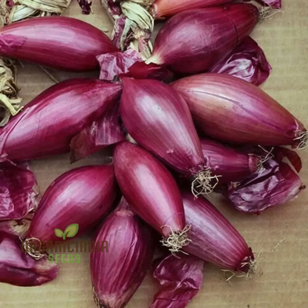 Onion Simane Seeds – Elevate Your Gardening With Robust High-Quality Onions For Delicious