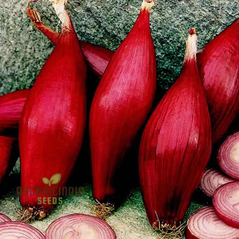 Onion Simane Seeds – Elevate Your Gardening With Robust High-Quality Onions For Delicious