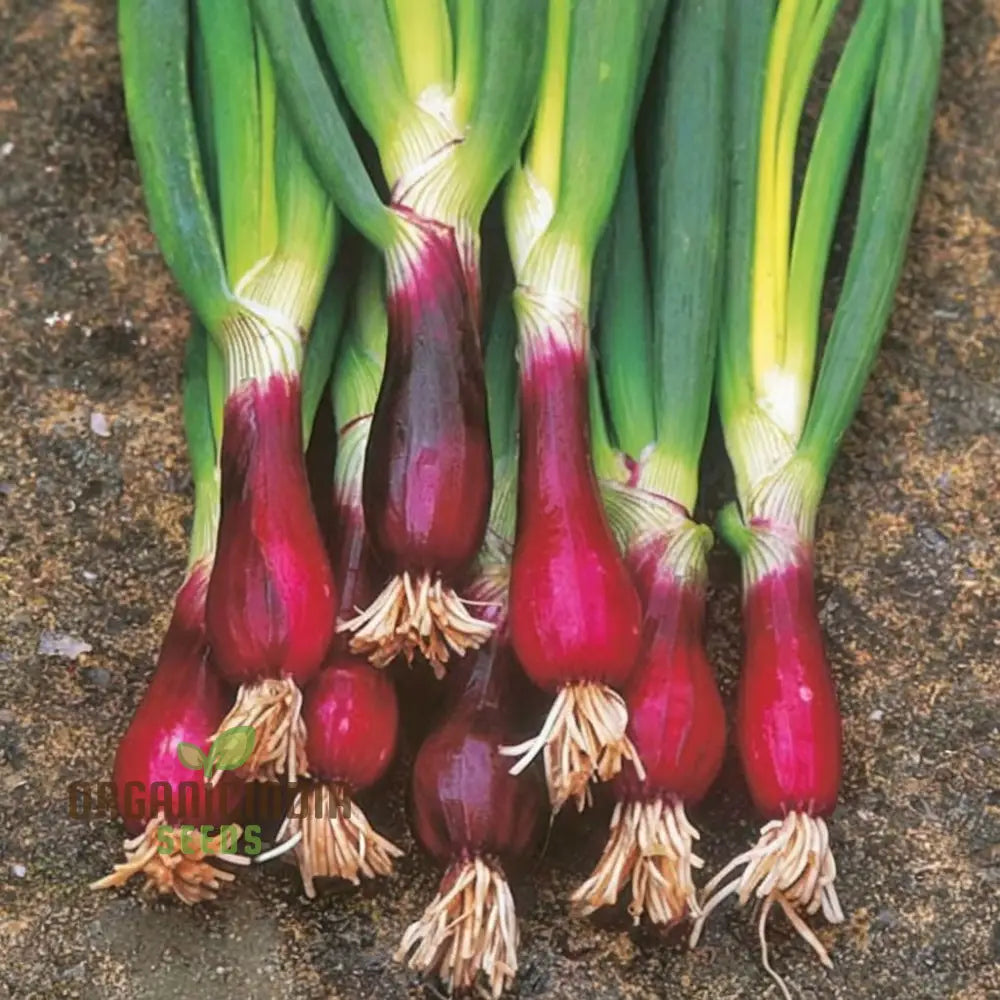 Onion Simane Seeds – Elevate Your Gardening With Robust High-Quality Onions For Delicious